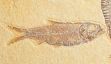 Diplomystus with Knightia Fish Fossils - Wyoming #16489-2